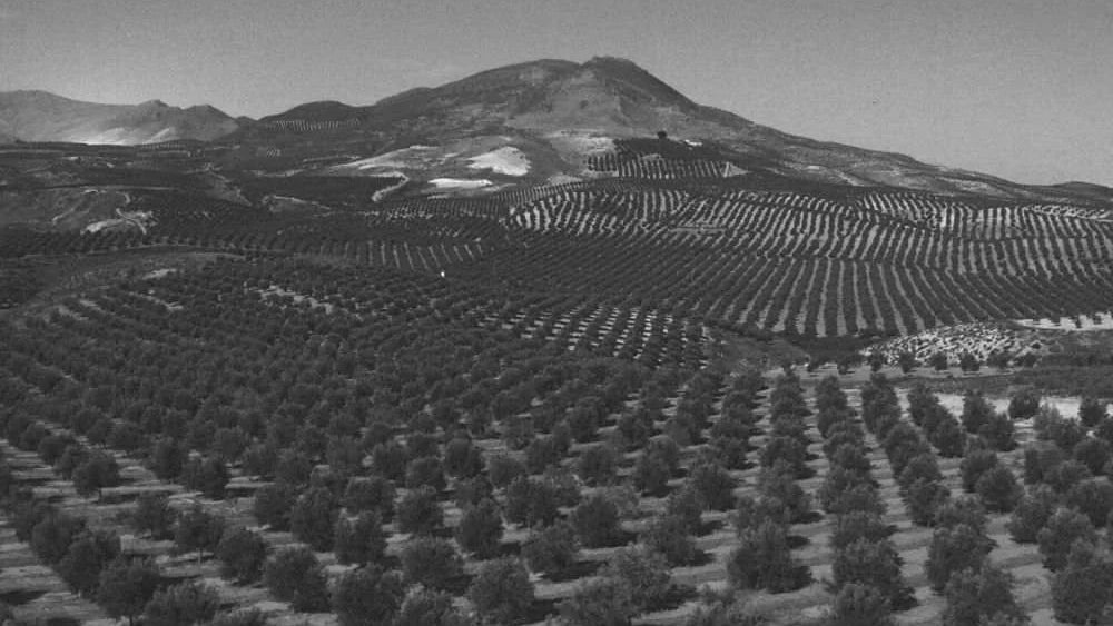 campos olivos