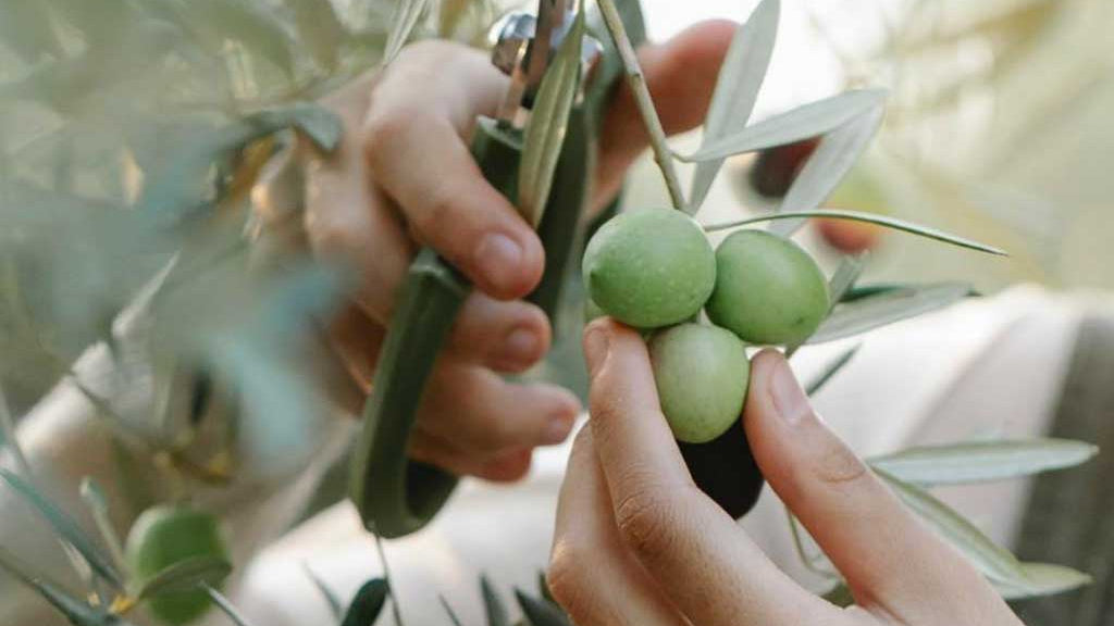 aceitunas marques de grinon