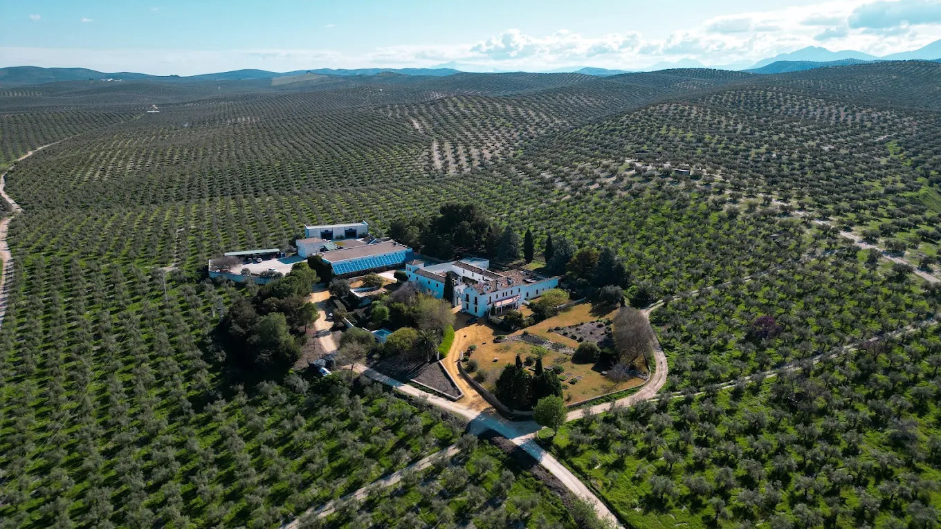 cortijo de suerte alta aceite