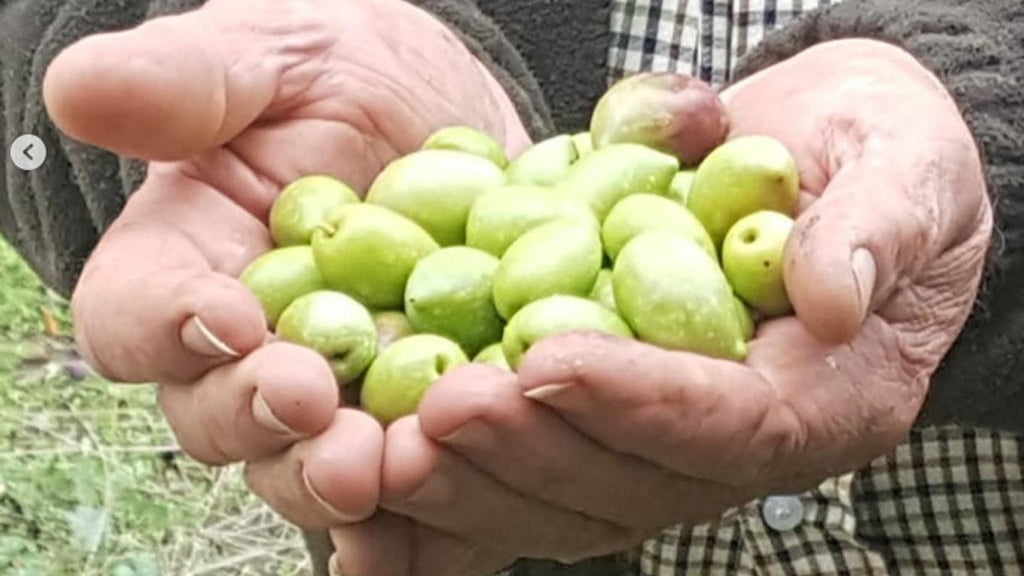 aceitunas almazaras subbetica