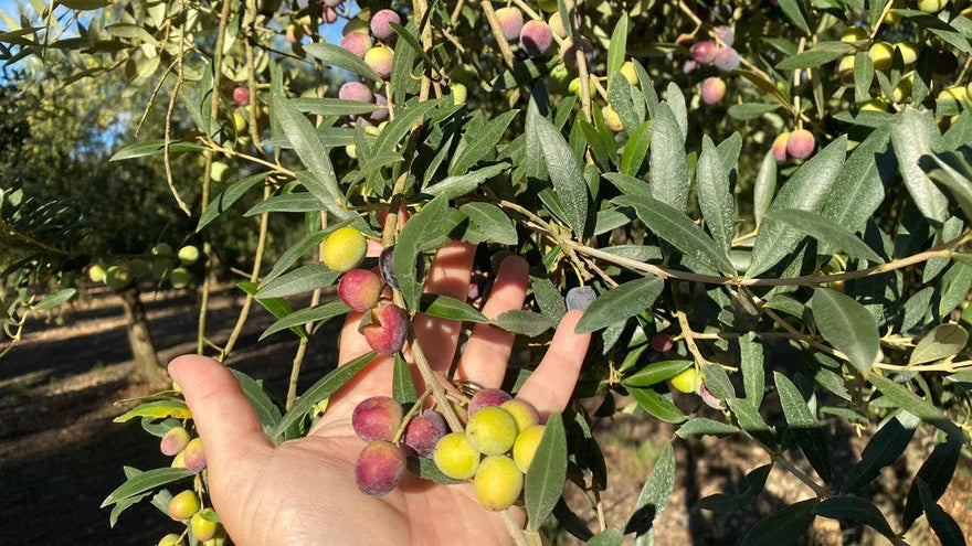 olivas aceite aubocassa