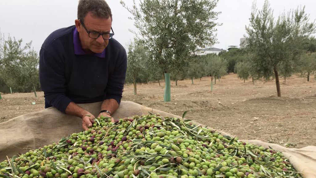aceitunas aceite bravoleum