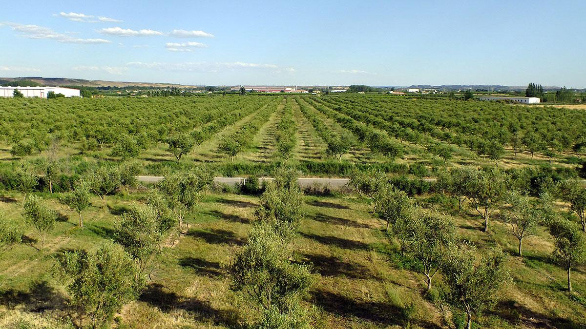 olivos isual la rioja