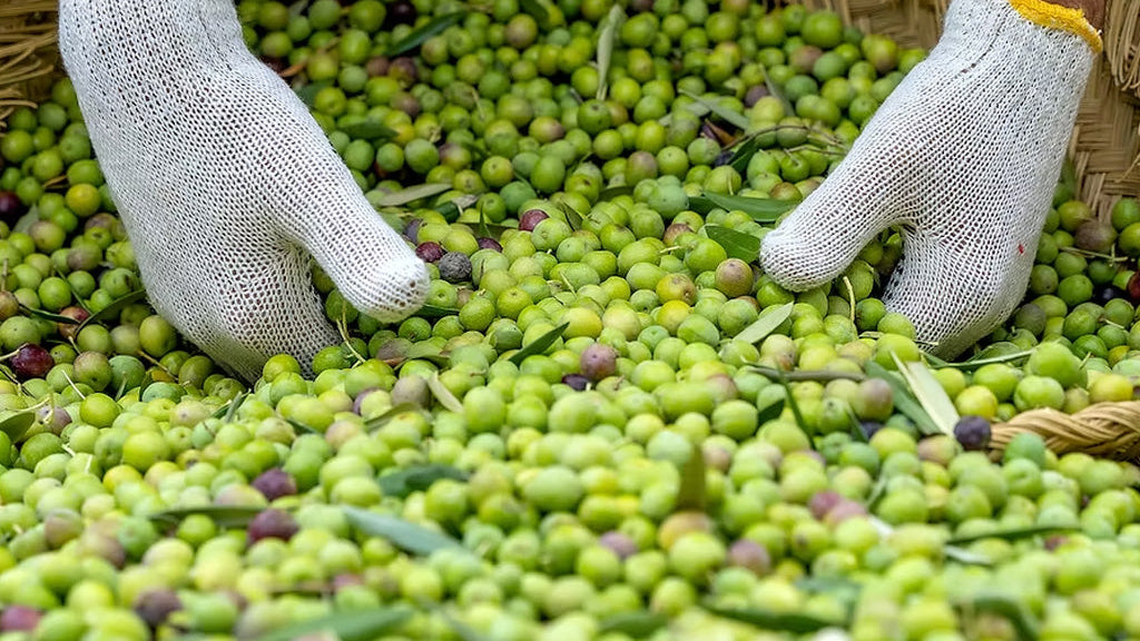 aceitunas verdes cuadrat valley