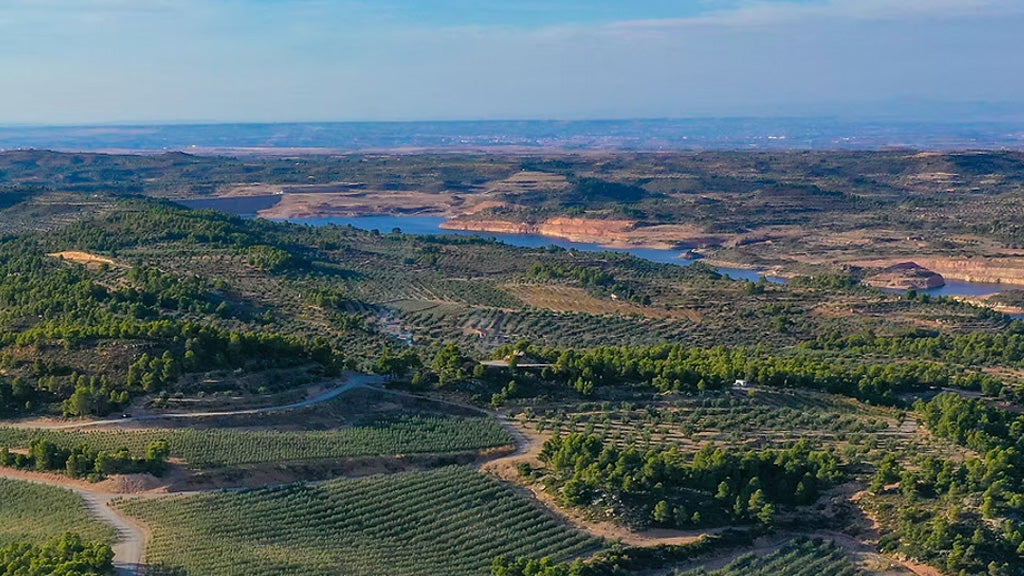 campos de olivos de cuadrat valley