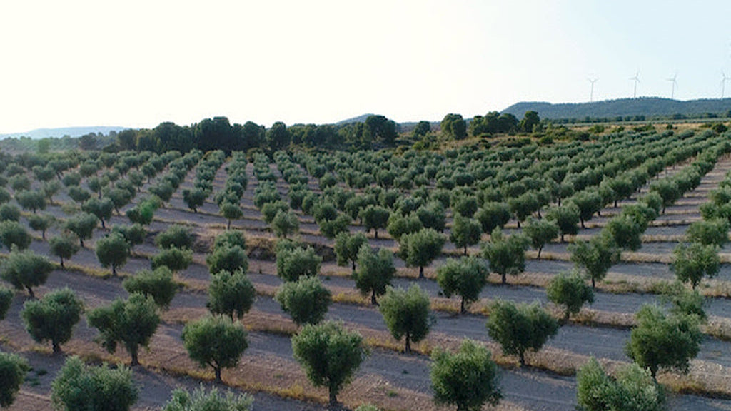 olivar deortegas