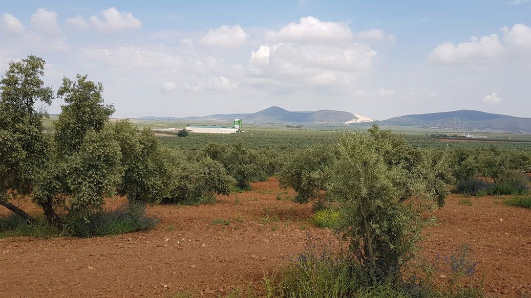 olivar de entre caminos