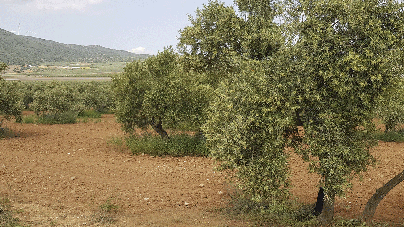 campos de olivos entre caminos
