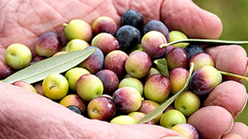 aceitunas hacienda queiles