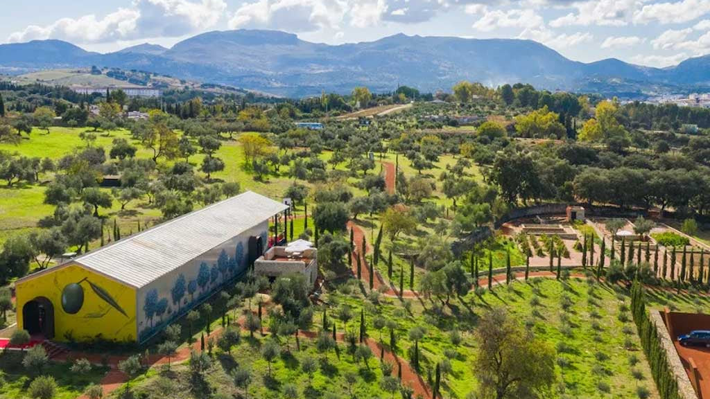 olivos de la organic aceite