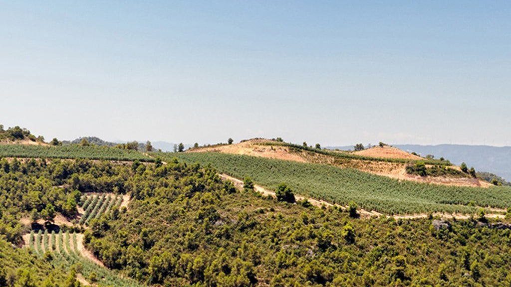 campos de la masrojana