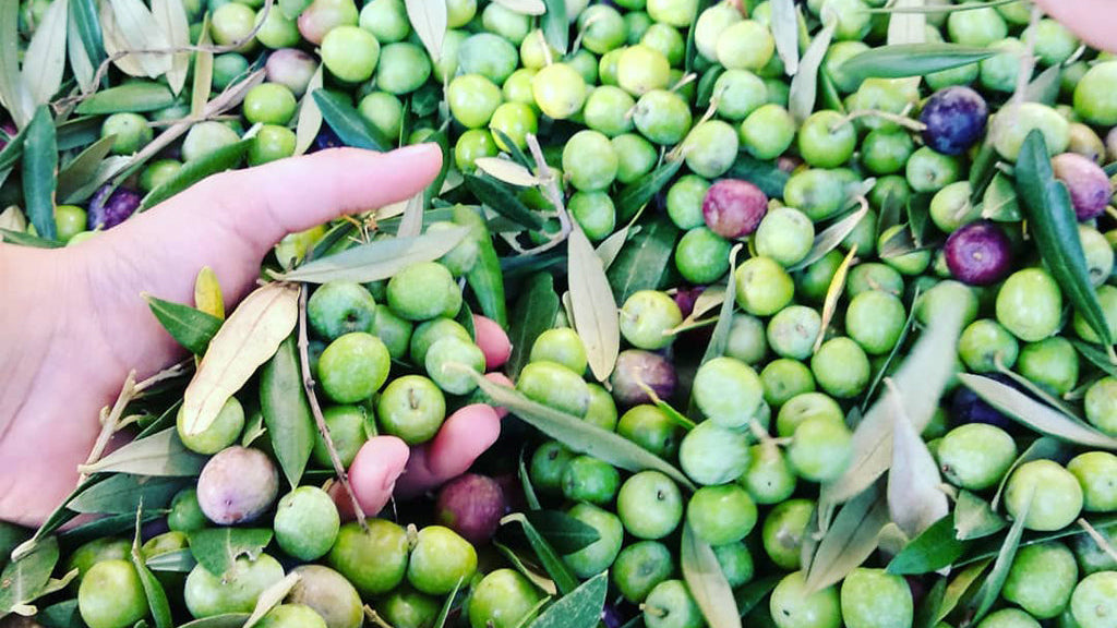 olivas de la masrojana