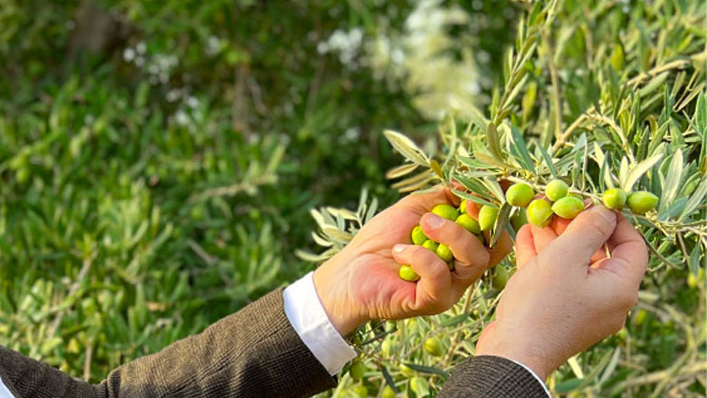 monva olivos y aceitunas