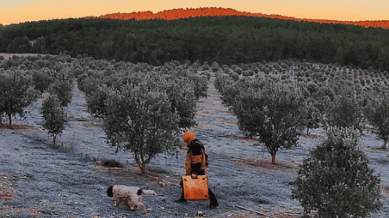 buscando trufas en soria