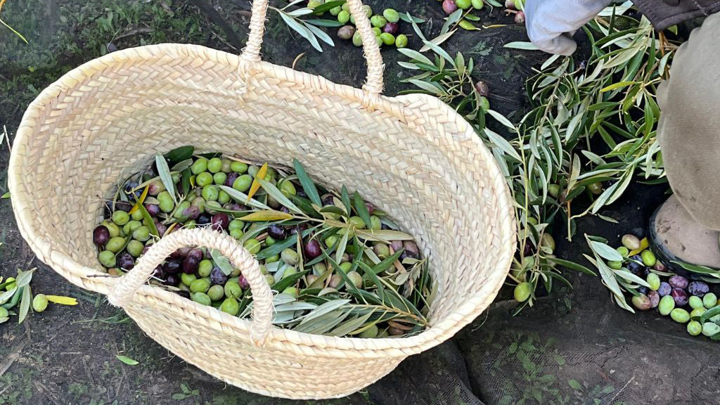 aceitunas omed aceite