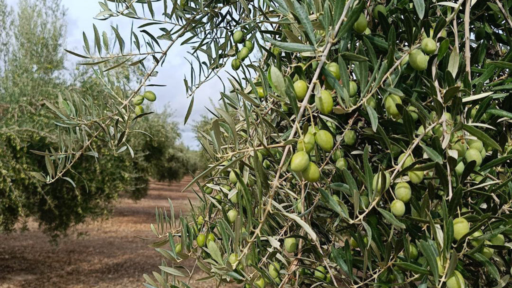 olivos omed aceite