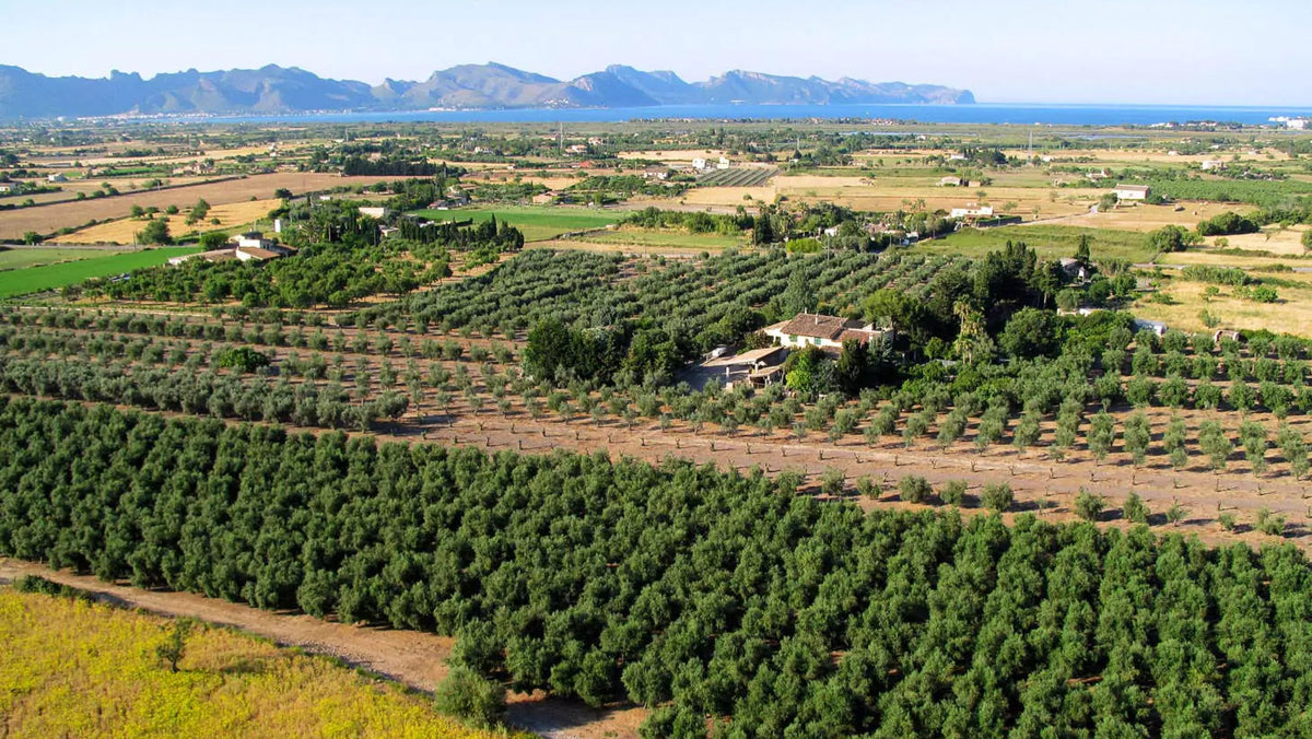 campos olivos