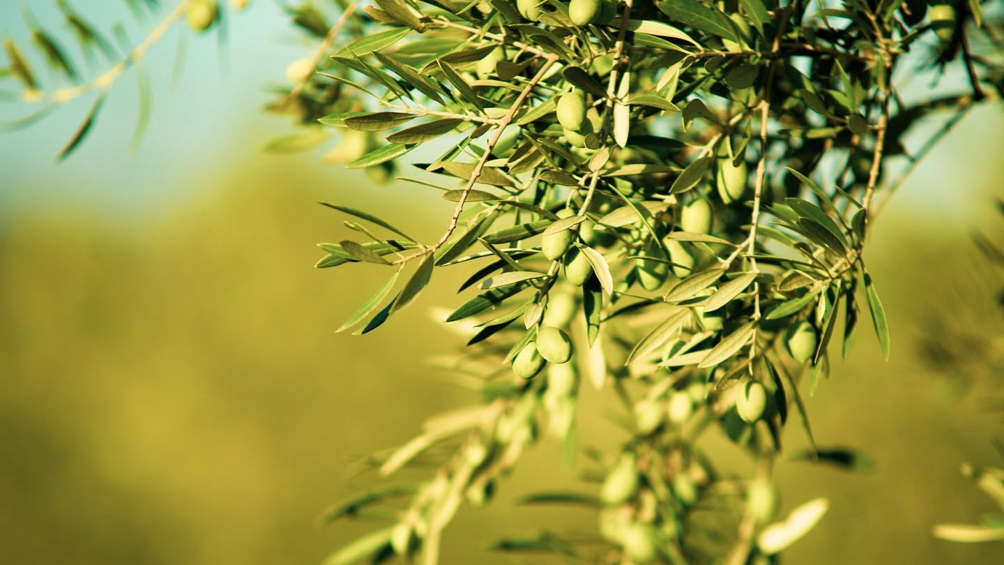 ACEITUNAS NOBLEZA DEL SUR