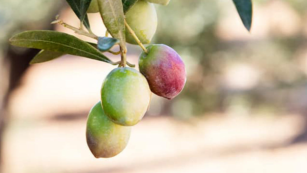 detalle aceitunas oro bailen
