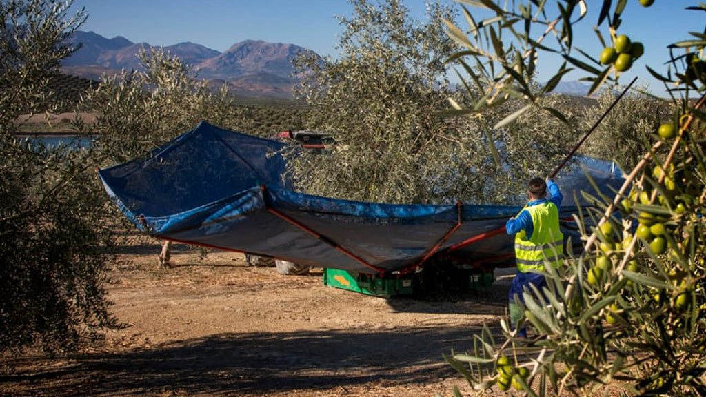 campos olivos oro bailen