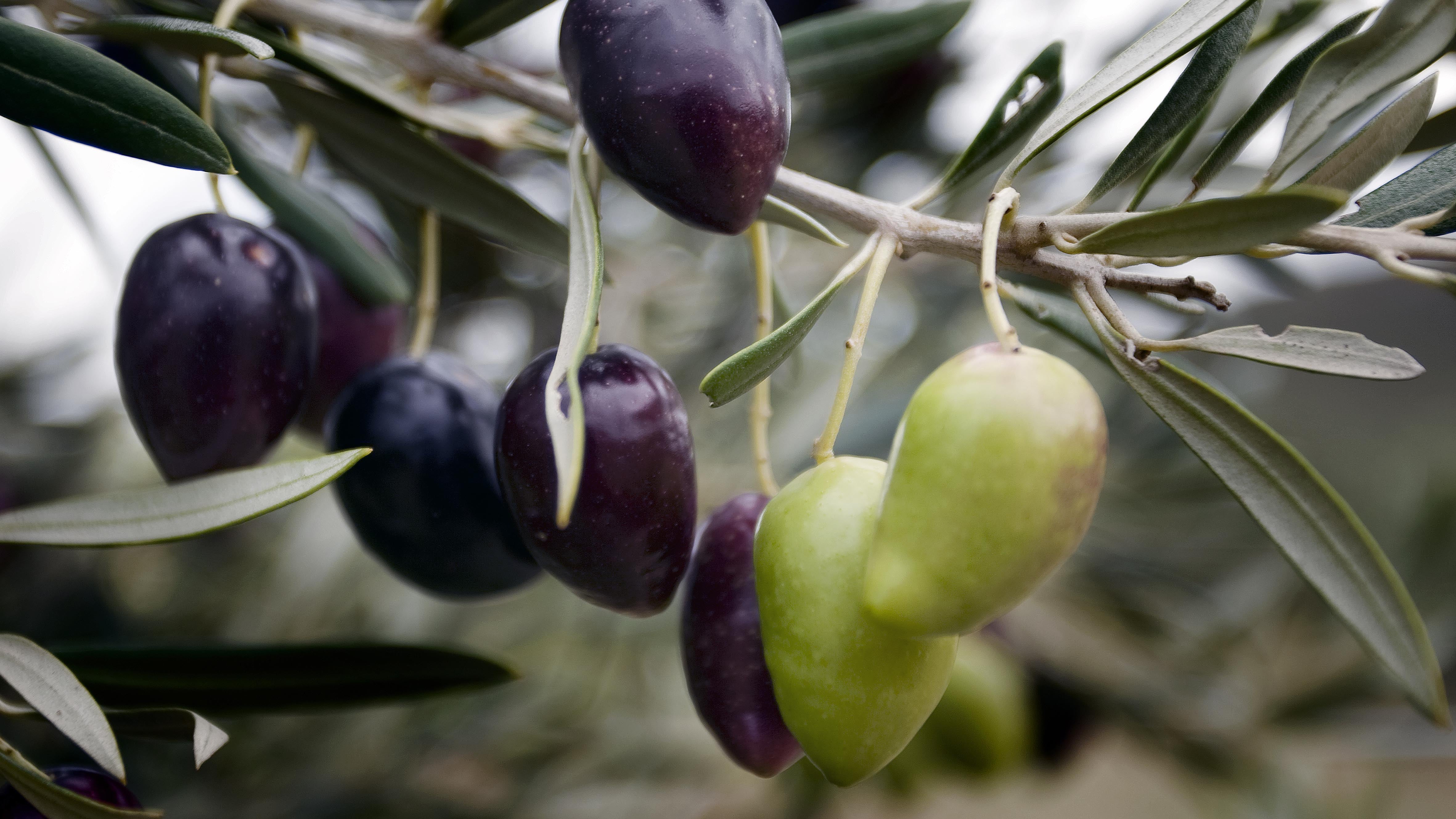 aceitunas oro del desierto
