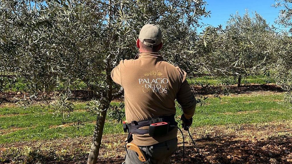 vareando olivos palacio de los olivos