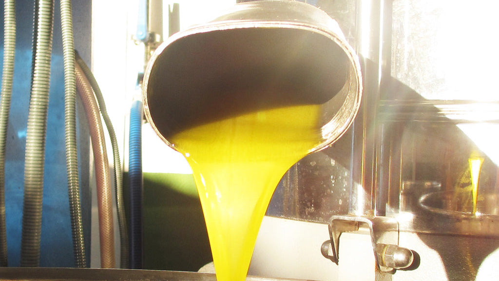 produccion aceite pago baldio san carlos