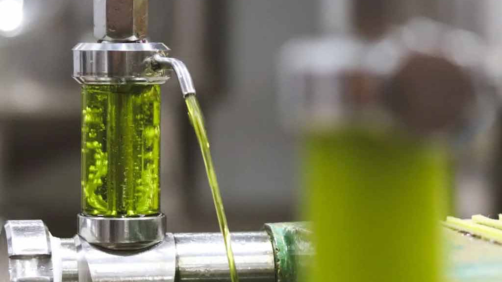 aceite verde finca la torre