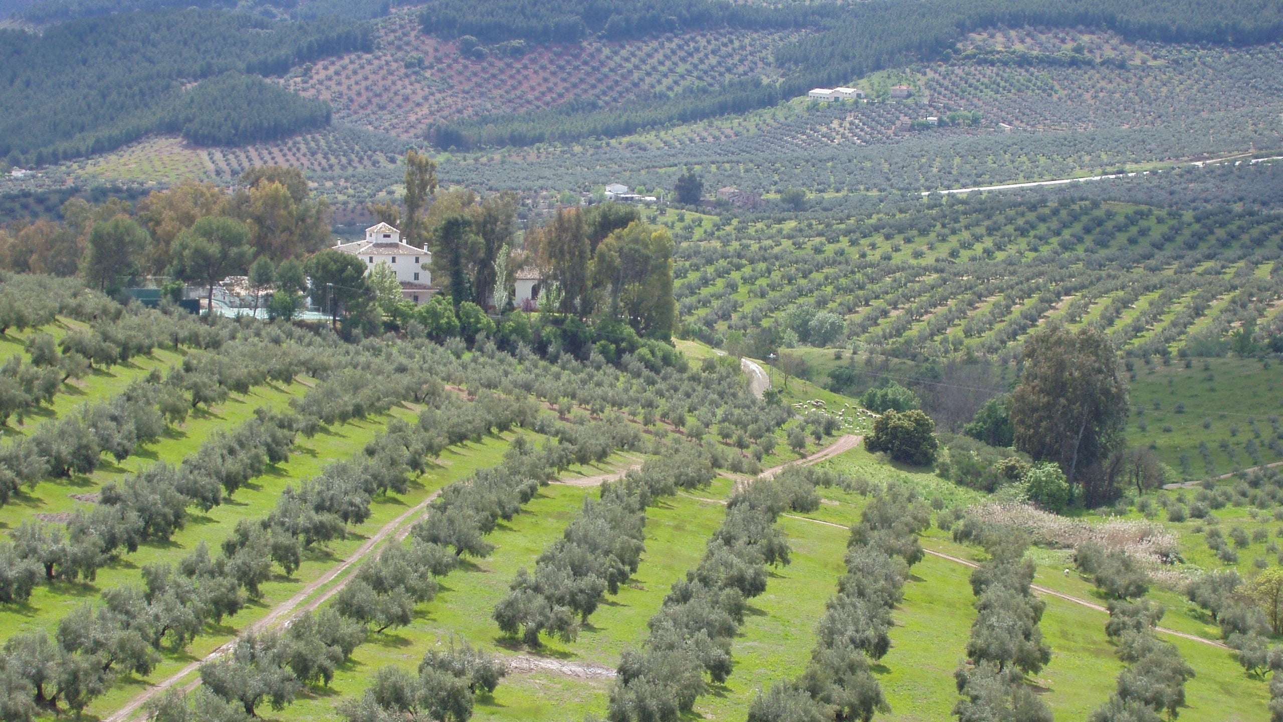 campos de olivos soler romero